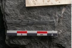 Foto (Detailansicht) von Plantae indet.  (NHMW-GEO-2024-0188-11517)